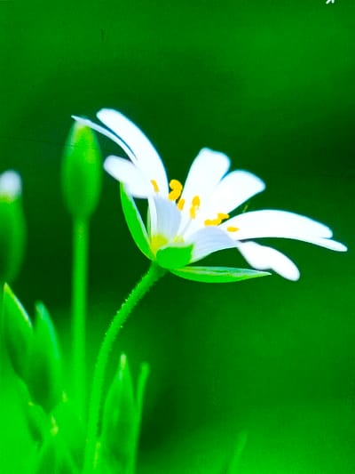 A close-up image showcases a delicate white flower with slender petals and yellow stamens. The flower is positioned on a thin, hairy green stem. Several unopened green buds surround the blooming flower, adding to the lush greenery. The background is a vibrant, uniform green, creating a stark contrast that emphasizes the flower's beauty. The composition focuses on the details of the plant, highlighting its delicate structure and vibrant colors.