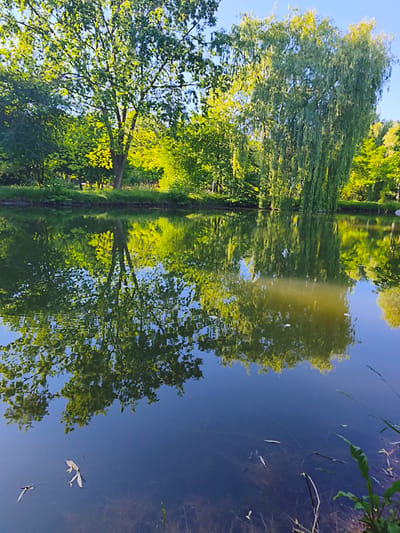 The image depicts a tranquil pond surrounded by lush green trees and foliage under a clear blue sky. The water's surface reflects the trees and the sky, creating a mirror-like effect. In the foreground, leaves float on the water, and some aquatic plants are visible along the edge. The scene is likely from the Ternopil Pond, a prominent water body located within the city of Ternopil, Ukraine, known for its natural beauty and recreational areas. There are no people visible in the image.