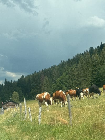 A herd of cows grazes in a grassy field on a hillside. The cows are a mix of brown and white and black and white. In the background, a dense forest of pine trees covers the hillside, with a dark, cloudy sky overhead. A rustic wooden building, possibly a barn or a house, is visible in the lower left quadrant of the image, nestled at the edge of the forest. A wooden fence with weathered posts stands in the foreground, partially obscuring the view of the cows. The location is Le Chenit, Switzerland.