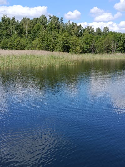 The image captures a serene natural landscape on a sunny day. The scene is dominated by a body of water in the foreground, its surface rippled and reflecting the blue sky and white clouds. The water is a deep blue, suggesting depth and clarity. Behind the water, a dense line of tall, dry reeds forms a natural barrier. Beyond the reeds, a lush forest of green trees stretches across the horizon, with varying shades of green indicating different species and densities of foliage. The trees appear healthy and vibrant under the bright sky. The sky itself is a clear blue, dotted with fluffy white clouds that are characteristic of fair weather. The overall impression is one of a tranquil, unspoiled natural environment, likely a lake or a wide river in a rural area, given the context of Плюскі сельскі Савет, Belarus. There are no people or man-made objects visible, emphasizing the untouched quality of the landscape. The lighting suggests it is daytime, likely late morning or early afternoon, when the sun is high and casting bright light on the scene. The weather appears to be pleasant and warm, conducive to outdoor activities, though none are depicted. The image conveys a sense of peace and natural beauty.