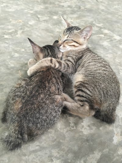 Two tabby kittens are cuddling together on a concrete surface. The kitten in the foreground is curled up, facing away from the camera, with its back and tail visible. Its fur is a mix of gray, brown, and black stripes. The kitten behind it is facing the camera, nestled into the other kitten's side. Its eyes are closed, and its ears are perked up. It has its arms wrapped around the other kitten, in a comforting embrace. The concrete surface is mottled with light and dark gray patches, suggesting an outdoor or partially covered location. The lighting appears to be natural daylight, as there are no harsh shadows. The overall scene conveys a sense of peace and affection between the two young cats. There is no visible text in the image.