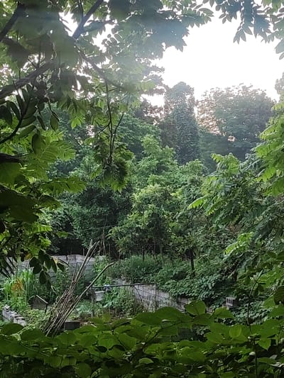 The image depicts a lush green outdoor scene, likely a garden or yard, with dense foliage from trees and plants dominating the frame. In the background, a low wall constructed from concrete blocks is partially visible, suggesting a boundary or a raised garden bed. Several bamboo poles are propped against the wall, possibly for support or as part of a gardening structure. The environment appears overgrown with vegetation, creating a natural and somewhat unkempt aesthetic. The lighting suggests it is either early morning or late afternoon, with soft, diffused light filtering through the leaves. No people or animals are visible in the image. The location is identified as Makhinjauri, Georgia.