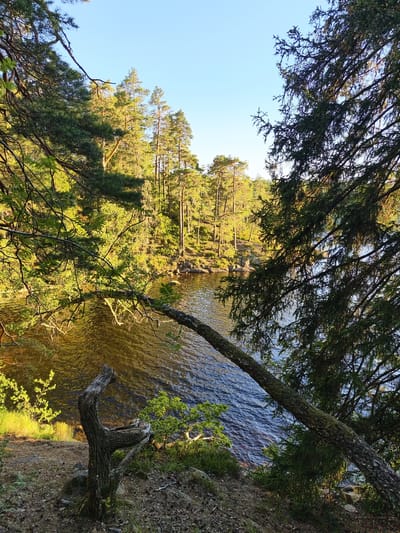 This is a landscape photograph taken at Skriketorp, Sweden. The image depicts a serene natural scene with a body of water framed by a dense forest. The foreground is dominated by the gnarled trunk of a dead tree, providing a stark, sculptural element against the water and foliage. A large, moss-covered branch extends diagonally from the right side of the frame, dipping towards the water's surface and obscuring part of the view.
The water itself is a deep blue, rippling gently and reflecting the warm, golden light of the sun. The shoreline is dotted with rocks and low-lying vegetation. In the background, a sun-drenched forest rises up the gentle slope of the land. The trees are predominantly coniferous, with tall, slender trunks and dark green needles, illuminated by the low-angled sun which casts long shadows and highlights the texture of the bark and leaves. The sky above is a clear, bright blue, indicating fair weather.
The lighting suggests it is late afternoon or early evening, given the warm, golden hue and the long shadows. The overall mood is one of tranquility and natural beauty, characteristic of a peaceful woodland setting. There is no visible text in the image.