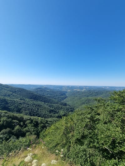 The image displays a vast, undulating landscape dominated by lush green forests stretching across rolling hills. The foreground features a grassy slope with wildflowers and bushes. In the distance, the landscape fades into hazy, layered hills under a clear, bright blue sky. The scene is devoid of any human presence or man-made structures, suggesting a natural, remote environment. The location is described as the city of Radevtsi, Bulgaria, implying a mountainous or hilly region within that area.