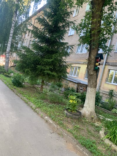 The image depicts a residential building in Ivanovo, Russia, characterized by a light-colored brick facade and windows with white frames. In the foreground, a paved pathway runs alongside a grassy embankment. A large tree with a white-painted trunk stands near the pathway, adorned with a birdhouse constructed from repurposed traffic light signals (red, yellow, and green). Several other trees and bushes are visible, including a tall evergreen. The scene appears to be a typical urban residential area.