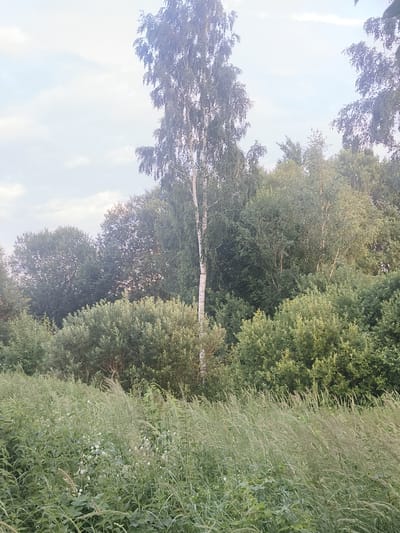 The image depicts a natural outdoor scene with a dense forest in the background and tall grass in the foreground. The sky is overcast with a pale blue hue. In the center of the image, a tall, slender birch tree stands out against the backdrop of other trees, which appear to be a mix of deciduous species with full green foliage. The ground is covered in a variety of grasses, some of which are tall and swaying, with smaller white wildflowers interspersed among them. The overall impression is one of a rural or undeveloped area, likely a meadow or field bordering a wooded area. No people or man-made structures are visible.