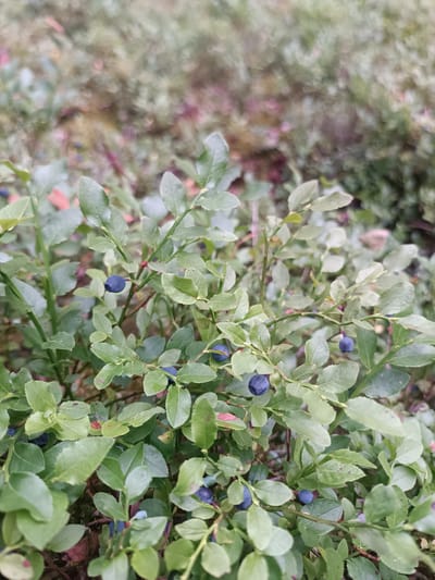 A close-up, outdoor, eye-level shot focuses on a patch of blueberry bushes, likely in a natural setting. The berries, varying in ripeness from dark blue to light green, are clustered on green stems amongst numerous green leaves. The background is softly blurred, with a mix of green, brown, and subtle pink hues, suggesting a forest floor with foliage and possibly some decaying leaves or moss. The lighting appears natural and diffused, contributing to the overall soft focus of the image. No people or animals are visible, and no specific urban features are present in the frame, suggesting the location is a wild or semi-wild area rather than a manicured city park.
