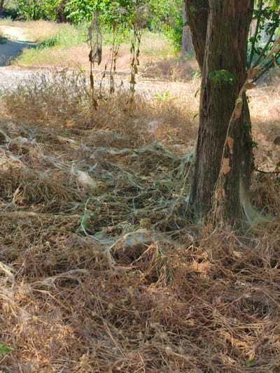 The image shows a tree trunk heavily covered in webbing, characteristic of a fall webworm infestation. The webbing extends into the surrounding dry grass and vegetation, creating a dense, silken network. The ground is covered in dry, straw-like grass and some scattered leaves. The tree itself appears to be deciduous, with some green leaves visible higher up on the branches. In the background, more trees and dry vegetation are visible, suggesting a natural or semi-natural environment. There is a dirt path or road visible in the upper left portion of the image. No people are visible in the scene. The location of Alchevsk, Ukraine, is not directly indicated by any visual cues within the image.