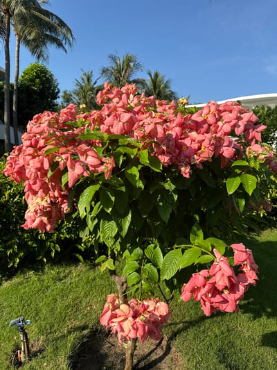 The image depicts a vibrant pink flowering bush in the foreground, set against a backdrop of lush green foliage and a bright blue sky. Palm trees are visible in the distance, suggesting a tropical or subtropical location. The bush, heavily laden with numerous pink bracts and small yellow flowers, dominates the center of the frame. Its branches are sturdy and brown, emerging from the base and fanning outwards. The leaves are a rich, glossy green, providing a striking contrast to the colorful blooms.

The ground is covered in neatly manicured green grass, with dappled sunlight creating patches of light and shadow. To the left, a portion of a building with white architectural elements and a curved roofline is visible. A small, black and blue sprinkler system is positioned on the grass in the lower left corner of the image, indicating irrigation.

The scene appears to be a well-maintained garden or outdoor area, likely part of a resort or private residence, given the presence of palm trees and manicured landscaping. The lighting suggests it is daytime, with the sun casting sharp shadows, indicating clear weather. The overall impression is one of a sunny, pleasant day in a tropical environment.

The city of Cam Lâm in Vietnam is known for its coastal resorts and tropical climate, which aligns with the visual cues in the image, such as the palm trees, lush vegetation, and bright sunshine. The presence of such a flowering bush is common in this region.