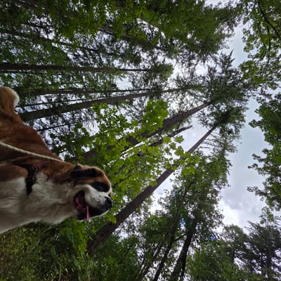A Saint Bernard dog is in the foreground, looking up and to the right. The dog is wearing a harness and a leash is visible. The dog has reddish-brown and white fur. The background consists of tall trees with green leaves, and the sky is visible between the branches. The camera angle is low, looking up at the dog and the trees. The scene appears to be in a forested area. The location is in Portland, United States.