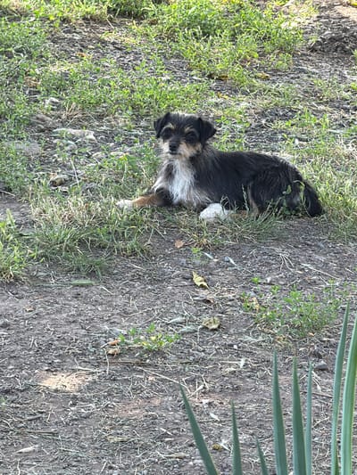 A small, scruffy dog with black, white, and tan fur is lying on the ground in a grassy area with some dirt. The dog is facing the camera and looking directly at it with a calm expression. Its fur appears a bit unkempt, and it has prominent eyebrows and a white chest. The dog's hind legs are tucked beneath it, and one front paw is extended.
The ground is a mixture of dark soil, dry grass, and some sparse green vegetation. There are also a few fallen leaves and small stones visible. In the upper right portion of the image, a few long, green leaves, possibly from a plant like a yucca, are partially obscuring the background. The lighting suggests it could be daytime, with some shadows visible, indicating it might be late morning or afternoon. The overall scene appears to be outdoors, in a natural or semi-natural setting, possibly a yard or a park. There are no people or text visible in the image.