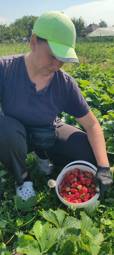 A person wearing a neon green cap, a dark blue t-shirt, dark pants, white Crocs, and black gloves is kneeling in a field of strawberry plants, collecting strawberries into a white bucket. The person is looking down at the bucket, which is filled with ripe strawberries. In the background, there are more strawberry plants, some trees, and a few buildings, suggesting a rural or semi-rural setting. The sky is visible and appears to be clear and blue. The image is taken outdoors on a sunny day. The location is identified as Kobeliachok, Ukraine.