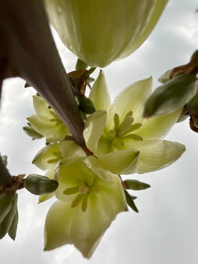 This is a low-angle, close-up, upward-facing shot of a cluster of pale yellow yucca flowers against a cloudy sky. Several bell-shaped flowers are in bloom, with their delicate petals unfurling to reveal their stamens. Small, green buds are visible on the stems, some showing signs of wilting. Water droplets are present on the petals. A dark, thick stem runs diagonally through the frame, partially obscuring the flowers. The background is an overcast sky, devoid of any discernible landmarks in Павловка, Russia. The lighting is diffused and natural, suggesting an outdoor setting during the day.