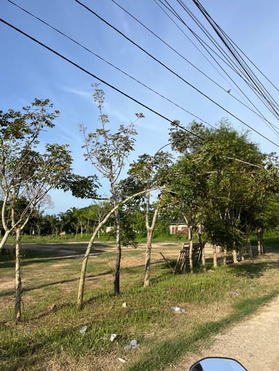 The image captures a roadside scene in Landuh, Indonesia, under a clear blue sky. A row of young trees with slender trunks and leafy branches lines a dirt path. The trees are spaced out and some are leaning. In the background, there is a clearing with more trees and vegetation, and a small, red-roofed building with white walls. Electrical wires stretch across the top of the frame, supported by unseen poles. The ground along the path is covered in dry grass and littered with plastic waste, including bottles and wrappers. The perspective suggests the photo was taken from a moving vehicle, possibly a motorcycle, as a portion of a side mirror is visible in the lower right corner.