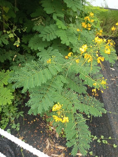This image displays an outdoor botanical scene in Tân Kỳ Commune, Vietnam. The central focus is a bush-like plant exhibiting dense, green, bipinnately compound leaves. Numerous yellow flowers, characterized by prominent, elongated stamens, are present in clusters along the branches, alongside several unopened flower buds. The plant is positioned in front of a backdrop of darker green foliage, indicating a lush vegetated area. The ground surface directly beneath the plant is dark, appearing to be soil or mulch, with scattered dry leaves and sparse smaller green plants. A white braided rope is visible in the lower left foreground, extending diagonally across the frame. Adjacent to the rope, a dark, textured material covers a portion of the ground. No human figures or discernible actions are depicted.