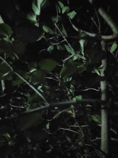 The image shows a close-up view of dark foliage and branches, suggesting a natural environment. The lighting is low, with some areas illuminated by an unseen light source, creating shadows and highlighting the green leaves and brown branches. The overall impression is one of dense vegetation at night. There are no visible people, animals, or man-made objects in the frame. The image does not contain any specific visual cues that would allow for the determination of its location within the city of Жалпақсай, Kazakhstan.