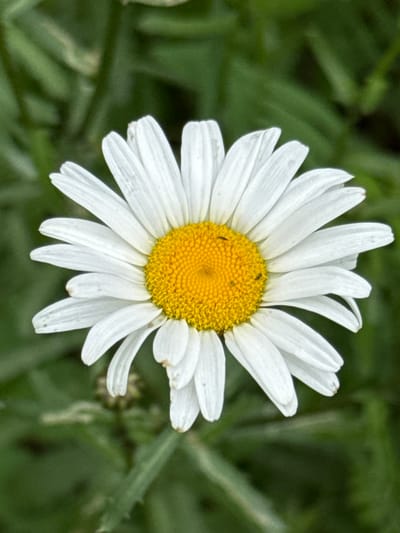 A close-up, vertical, eye-level shot shows a single daisy flower in full bloom against a blurred green background. The daisy is positioned centrally and fills most of the frame. Its white petals radiate outwards from a bright yellow disc. There are a few small, dark insects visible on the yellow center of the flower. The background consists of out-of-focus green foliage, suggesting an outdoor setting. No specific location in the city of Mars, Russia, is discernible from the image.