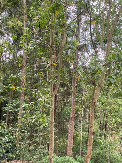The image displays a dense, verdant forest environment located in Kianyaga, Kenya. No human subjects are visible. A single light-brown monkey is present, perched on a horizontal tree branch in the upper-middle left section of the frame, with its tail descending vertically. The scene is characterized by numerous trees of varying sizes and species, featuring lush green foliage and visible trunks ranging from slender, light-barked specimens to thicker, darker-barked trees. The understory consists of dense green shrubs and ground cover, with distinct coffee plants identifiable in the lower-left foreground. The sky is partially visible through gaps in the tree canopy, suggesting daylight conditions.