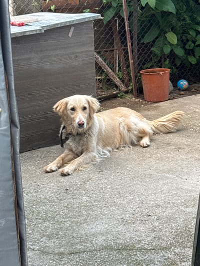 A light-colored, medium-sized dog with a fluffy tail lies on a concrete surface. The dog is facing forward and looking at the camera. Behind the dog, there is a wooden doghouse with a metal roof, a chain-link fence, and some greenery. To the right of the doghouse, there is a brown plastic bucket and a small, colorful ball. The scene appears to be an outdoor area, possibly a backyard, in Tutrakan, Bulgaria. The lighting suggests it is daytime.