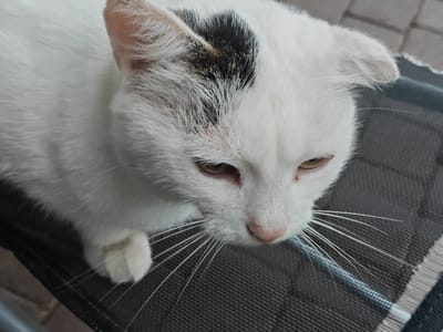 A close-up, high-angle shot captures a white cat with a black marking on its head, lying on a dark, textured surface, possibly outdoor seating. The cat's face is angled downwards, and its light brown eyes are partially visible. Its long, white whiskers are prominent, fanning out from its nose and mouth. The cat's fur appears clean, and its ears are visible, one slightly tucked. The background is out of focus, but appears to be an outdoor setting with paving stones. The image was taken in Podsteпki, Russia.