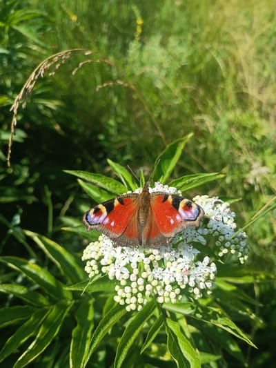 A peacock butterfly rests on a cluster of small white flowers. The butterfly's wings are predominantly red with black and blue markings. The flowers are arranged in a corymb. The butterfly is positioned in the center of the frame, with the flowers supporting it. The background consists of blurred green foliage, suggesting an outdoor natural setting, likely a garden or meadow. The lighting indicates a sunny day, casting shadows and highlighting the textures of the butterfly and flowers. There are no people or man-made structures visible in the image. The scene is set in a natural environment in the city of Vytvytsi, Ukraine.
