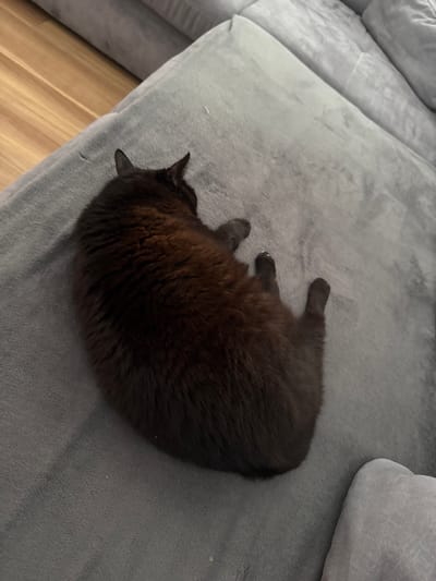A dark brown cat is curled up and sleeping on a plush, grey couch. The couch is located in a living room with light wood flooring visible in the background. The cat's fur is dense and appears soft. Its paws are tucked underneath its body, and its tail is curled around its body. The lighting in the room is dim, creating shadows on the couch.