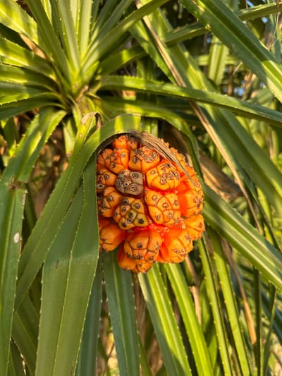 In Baan Taling Ngam, Thailand, a close-up, eye-level shot showcases the vibrant, orange fruit of a pandanus tree, nestled amongst its long, green, spiky leaves. The fruit is a cluster of individual segments, each roughly hexagonal, with some displaying dark, circular markings. The sunlight casts a warm glow on the scene, highlighting the texture of both the fruit and the foliage. The background is softly blurred, suggesting a natural, outdoor setting, possibly a garden or a coastal area.