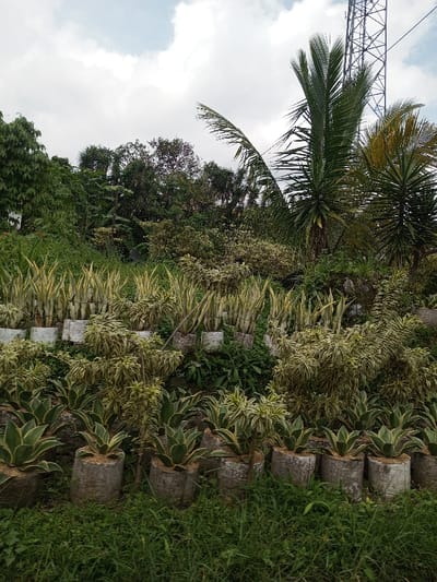 The scene displays an outdoor plant cultivation area situated on a gentle incline in Cibodas, Indonesia, beneath an overcast sky with visible white and gray clouds. The immediate foreground is covered by dark green grass. Directly behind the grass, a row of approximately 10-12 potted Agave plants, characterized by their green leaves with lighter, variegated margins, are contained within gray cylindrical fabric pots. Above this, a layer of smaller, variegated green and yellow foliage plants are interspersed. Further up the slope, a distinct line of taller Sansevieria plants, also exhibiting variegated green and yellow leaves, are individually bundled and placed in white or light-colored cylindrical pots. The midground and background are densely populated with various green trees and shrubs, including several prominent palm trees on the right. A section of a gray metal lattice tower is partially visible on the far right, rising above the tree line. No individuals or specific activities are observable within the frame.