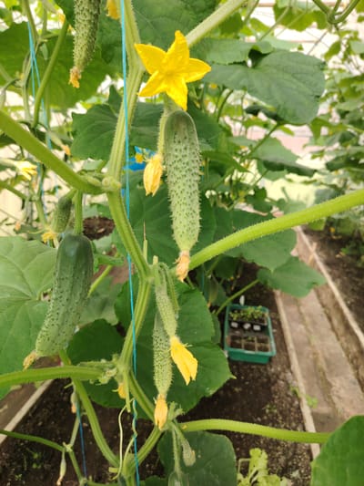 An image taken in Soivolovskaya, Russia, shows a close-up of a cucumber plant growing in a greenhouse. The plant has several developing cucumbers, some still small and others more mature. Yellow cucumber flowers are also visible, with one prominently displayed in the upper center of the frame. The cucumbers and stems are covered in fine, bristly hairs. Blue string is used to support the plant's growth. In the background, rows of soil and a green tray with seedlings can be seen, indicating a controlled agricultural environment. The lighting suggests it is daytime, with natural light filtering into the greenhouse.
