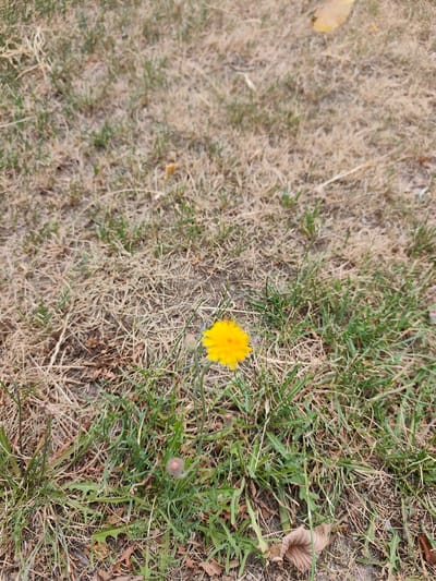 A single yellow dandelion flower stands in a patch of dry, brown grass with scattered green blades. The ground appears to be a mix of soil and dead vegetation. A few brown leaves are visible on the ground. The scene is outdoors, in a grassy area. There are no people or animals present in the image. The location is identified as Stryków, Poland.