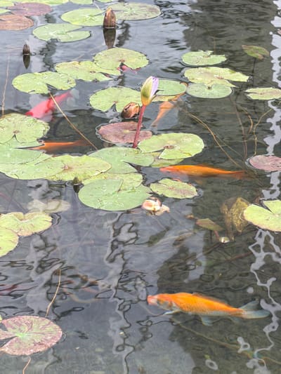 This image displays a section of a water feature, identified as a pond or ornamental pool, located in Bnei Brak, Israel. The surface of the water is populated by numerous floating lily pads, which are predominantly green, with some displaying reddish-brown coloration. Visible beneath the water are several orange-colored fish, consistent with goldfish or koi, swimming among the lily pads. At least six distinct fish can be observed. Multiple water lily buds are present; one notable bud with a pale lavender hue protrudes from the water on a stem near the center of the frame, alongside other smaller, uncolored buds. The water itself appears clear, exhibiting minor surface ripples and reflections.
