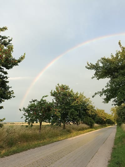 The image depicts a picturesque rural landscape in Gartz (Oder), Germany, likely captured in the late afternoon or early evening as suggested by the soft, diffused light. A vibrant rainbow arcs across a pale, partly cloudy sky, indicating recent rainfall.
The scene is dominated by a paved pathway, possibly made of interlocking bricks, that stretches into the distance, bordered by lush green grass and tall, dry reeds on either side. Several trees with dense foliage and some bearing small red fruits are scattered throughout the landscape. On the left and right of the pathway, branches of trees frame the view, with some leaves appearing in the foreground. Beyond the immediate roadside vegetation, a field of golden crops, likely wheat or barley, stretches towards the horizon, adding a warm, earthy tone to the scene. In the far distance, a few faint structures are visible, suggesting a sparsely populated rural area.
The overall mood is serene and tranquil, evoking a sense of peace and the beauty of nature after a shower. There is no visible text in the image.