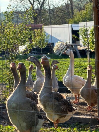 A group of geese is standing behind a wire fence. Some geese are white, while others are gray and white. The geese are oriented towards the left of the frame. Beyond the fence, there is green grass and some buildings. The location, Tsatsarovtsi, Bulgaria, cannot be determined from the image.