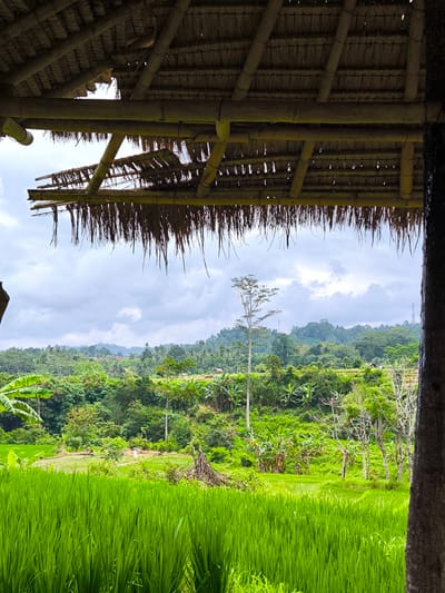 A view from a hut with a thatched roof, likely in Sidemen, Indonesia, overlooks a landscape of vibrant green rice paddies in the foreground, transitioning into a lush tropical hillside dotted with trees and vegetation. A tall, bare tree stands prominently in the middle ground. A cloudy sky covers the horizon. A wooden post partially obscures the view on the right side of the frame. The thatched roof of the hut is visible at the top of the frame.