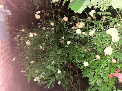 This image depicts a rose bush in a garden setting, likely in Yegorlykskaya, Russia. The scene is illuminated by artificial light, suggesting it was taken at night or in very low light conditions. The rose bush is dense with green leaves and features several faded, dried roses, as well as a few newer blooms in shades of pink and red. Some green berries, possibly from a nearby vine, are visible at the top of the frame.

To the left of the rose bush is a brick wall, consistent with residential structures. A light fixture is mounted on the wall, casting some of the artificial light onto the scene. The ground appears to be dark soil or gravel, typical of a garden path or area. The overall impression is one of a garden at night, with the focus on the interplay of light and shadow on the vegetation and the contrasting textures of the brick wall and the plant life. No people are visible in the image, and there is no visible text. The presence of both dried and fresh blooms suggests a late blooming season or varied varieties within the bush.