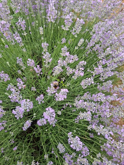 This is a close-up, top-down view of a dense field of lavender plants in bloom. The lavender flowers are a soft purple and are clustered on green stalks, creating a textured carpet of color. The image is filled with the vibrant green of the stems and leaves, interspersed with the delicate purple blossoms.
A few bees are visible among the flowers. One larger bee, likely a bumblebee, is prominently featured in the upper-middle portion of the image, its body fuzzy and striped. Another smaller bee is visible in the lower-middle section, and a third, even smaller bee, is in the bottom left quadrant. The bees appear to be actively foraging for nectar.
The overall impression is one of natural beauty and activity. The focus is tightly on the flowers and insects, suggesting a warm, sunny day conducive to pollination. The setting is clearly an outdoor environment, likely a garden or a lavender farm, given the abundance of the plants. There is no visible text in the image. The image conveys a sense of peacefulness and the busyness of nature. The location is Malka Vereya, Bulgaria.
