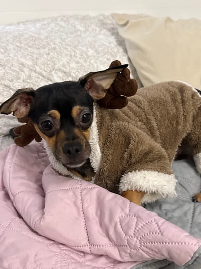 A small, black and tan dog wearing a brown reindeer costume is lying on a bed. The dog is partially covered by a pink quilt and surrounded by gray and patterned bedding. The dog's head is tilted slightly, with its eyes gazing directly at the camera. The reindeer costume is fuzzy with white trim. The dog appears cozy and comfortable.