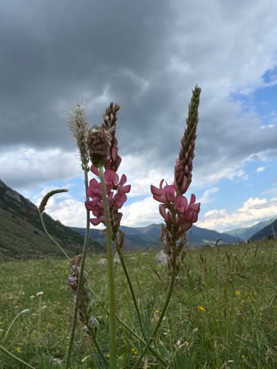 This media file depicts a close-up of a flowering plant with pink blossoms, set against a backdrop of a mountainous landscape under a cloudy sky. The plant appears to be in a natural, grassy environment, likely a meadow or hillside. The flowers are delicate and arranged in a cluster along a stem. In the distance, hazy mountains are visible, suggesting a rural or wilderness location. The sky is filled with dramatic, dark clouds, indicating potentially stormy or overcast weather.
The orientation of the image is vertical, with the foreground plant dominating the frame. The lighting suggests it is daytime, but the cloud cover creates a subdued, possibly diffused light. The presence of grass and wildflowers in the foreground points to a natural setting, possibly during spring or summer when plants are in bloom. There are no people or specific objects other than the flora visible. The scene conveys a sense of natural beauty and the power of the elements, with the stark contrast between the delicate flowers and the looming clouds. There is no visible text in the media file. The location context provided, Верхне-Тебердинское сельское поселение, Russia, suggests this is likely a scene from the Caucasus Mountains.