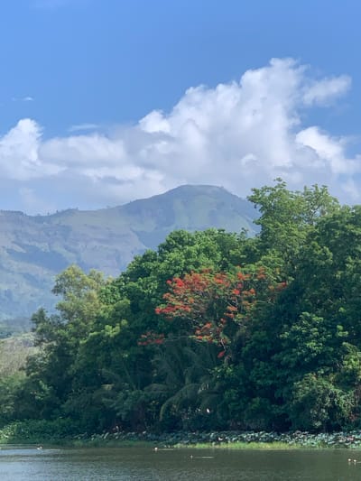 The image depicts a serene lakeside landscape with lush vegetation and rolling hills in the background. The foreground features a body of water with a faint ripple on its surface, bordered by a dense line of trees and foliage. Among the greenery, a tree with vibrant red flowers stands out, adding a splash of color to the scene. In the distance, gently sloping mountains are visible, partially shrouded in a soft haze, under a bright blue sky with scattered white clouds. The overall impression is one of natural tranquility.