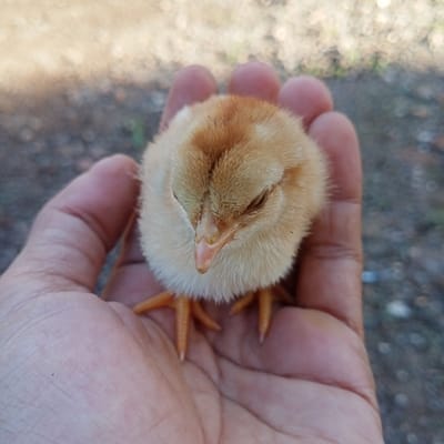 A light yellow chick, featuring orange-brown plumage on its head and back, rests in the open palm of a human hand. The chick's eyes are closed, and its small, orange-pink beak points downwards. Small orange feet are visible beneath its body, resting on the palm. The human hand, exhibiting a medium-dark brown skin tone, gently cradles the chick with slightly curled fingers. The background is out of focus, depicting blurred areas of brownish-grey ground and indistinct darker patches, indicative of an outdoor setting in Ketowan, Indonesia, illuminated by natural daylight.
