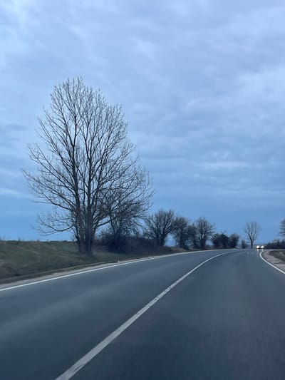 The image captures a two-lane asphalt road curving to the right through a rural landscape near Belokopitovo, Bulgaria. The sky is overcast, a uniform light blue-grey with subtle cloud patterns, suggesting dusk or early morning. The road surface appears damp or reflective. A solid white line marks the right edge of the pavement, and a dashed white line indicates the center of the road. On the left side, a grassy embankment slopes upward, populated by a prominent, tall, bare deciduous tree with numerous branches. Further along the curve, a continuous line of similar bare trees and sparse brush borders the road. In the far distance, around the right bend of the road, the distinct headlights of an approaching vehicle are visible. Small, white, possibly reflective road markers are spaced along the right shoulder in the distance. No individuals or specific actions are discernible.
