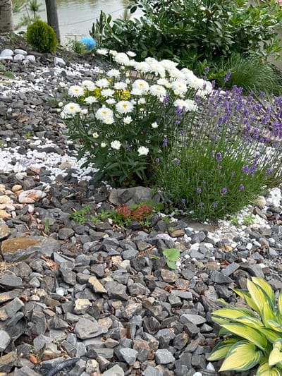 In Nyzhnii Studenyi, Ukraine, a close-up shot captures a rock garden adjacent to a body of water. The garden features a variety of grey and white stones, interspersed with green foliage. Prominently displayed are white daisy-like flowers with yellow centers, and a bush of purple lavender. In the background, a dense green shrub and a sliver of water are visible. A small, rounded green bush is positioned to the left, with several smooth white stones nearby. The scene is grounded by the rocky texture of the garden bed.