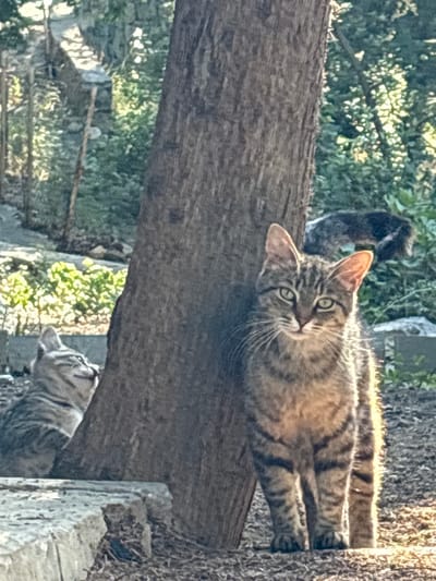 In a sun-dappled outdoor setting, likely within the Ливадийский поселковый совет, Ukraine, two tabby cats are the primary subjects. A larger tabby cat is positioned centrally in the foreground, facing the camera directly. It has green eyes, distinct dark stripes on its fur, and prominent whiskers. Its front paws are planted firmly on the ground, and its body is illuminated by sunlight. To the left and slightly behind the larger cat, a second, smaller tabby cat is visible. This cat is partially obscured by a tree trunk and is looking upwards and to the left with its eyes closed and mouth slightly open, appearing to be enjoying the warmth of the sun. The cats are situated near the base of a large tree with rough bark. The background consists of lush green foliage and some stone structures, suggesting a natural or garden environment. The ground is covered with loose soil and small debris. The lighting indicates it is daytime, with sunlight casting shadows and highlighting the textures of the scene.