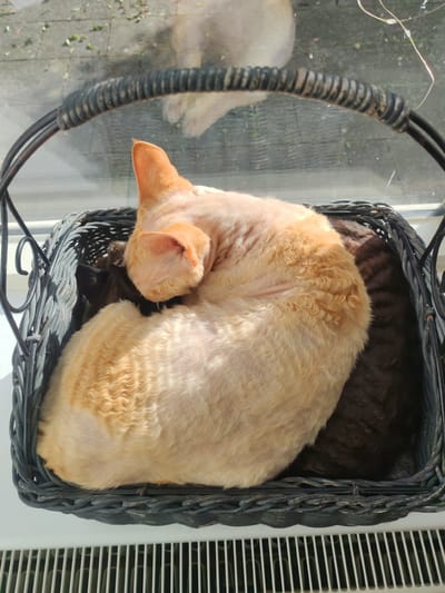 The image shows two cats sleeping in a wicker basket placed on a windowsill. The cat in the foreground is a light orange Devon Rex with a curly, short coat, curled up on its side. Its head is tucked into its body, and its ears are visible. Behind it, a darker cat, possibly black or dark brown, is partially visible. The wicker basket is dark and has a textured weave. Outside the window, a paved area with scattered leaves and sunlight is visible, suggesting an outdoor setting. The windowsill is white, and a white radiator with horizontal bars is positioned below it. The scene is illuminated by natural sunlight streaming through the window.