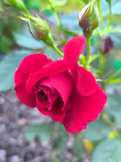 A close-up, medium shot captures a vibrant red rose in bloom. The rose is partially open, revealing its tightly furled petals. Several rosebuds, in various stages of development, are visible in the background, along with green foliage. The foreground and background are blurred, creating a shallow depth of field that emphasizes the central subject. The scene appears to be outdoors, possibly in a garden setting, with elements of soil and possibly gravel visible at the bottom of the frame. No people are present, and no specific location within Žiaukos, Lithuania, can be identified from the image.