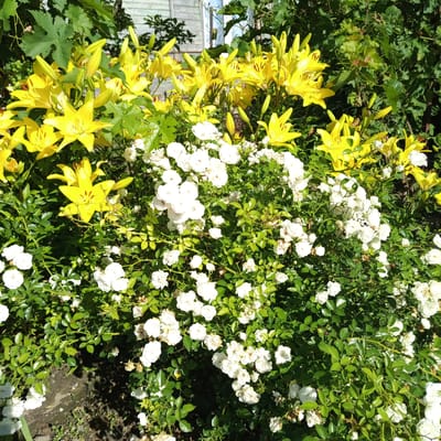 In Gorkaya-Balka, Russia, a vibrant garden scene unfolds under the bright sun. The foreground is dominated by a dense bush of small, white roses, their petals a delicate contrast to the lush green foliage. Interspersed among the roses are tall, bright yellow lilies, their trumpet-shaped blooms facing upwards, some still in bud, others fully open, revealing dark red streaks within. Behind the flowers, a weathered wooden fence, painted a light blue, can be seen, with a few sparse green leaves and branches trailing in front of it. The ground beneath the plants is a mix of dark soil and scattered debris, with dappled sunlight creating shadows. The overall impression is one of a flourishing natural landscape, possibly a private garden, captured on a clear day.