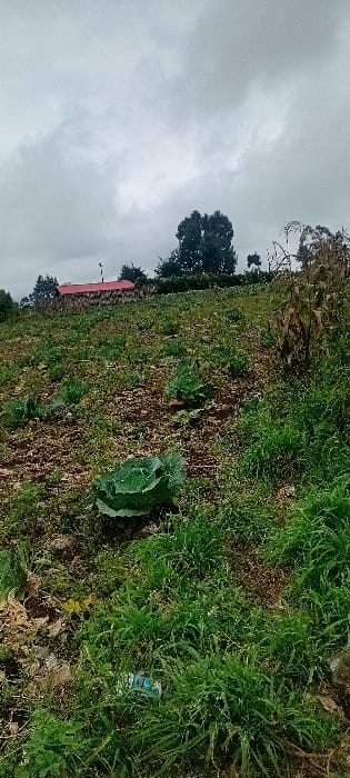A rural scene depicts a sloped field with patches of dry earth interspersed with green grass. Several cabbage plants are visible amidst the vegetation. A red-roofed building stands on the lower side of the field, beyond a row of dense foliage. In the distance, a cluster of trees is seen against a grey, cloudy sky. A small piece of discarded plastic sits among the green vegetation. The overall impression is one of rustic simplicity.