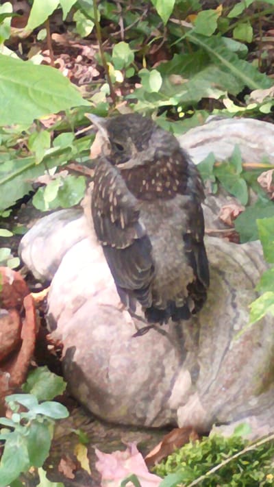 The image shows a young bird perched on a light-colored, rounded object, possibly a rock or a bundle of cloth, in an outdoor environment. The bird is mostly dark gray and brown with lighter speckles on its chest and back. Its feathers appear somewhat ruffled. The background consists of blurred green foliage, brown earth, and some fallen leaves. There are no discernible city landmarks or clues to suggest a specific location within Ivanovo, Russia. The scene is static, with the bird appearing still.