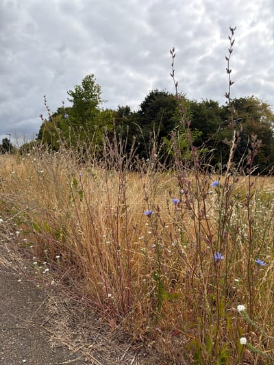 The image shows a patch of dry, golden grass and wildflowers adjacent to a paved path. Several tall, thin stalks with small blue and white flowers rise from the dry grass. In the background, a line of lush green trees forms a dense border under a cloudy, grey sky. The scene appears to be an uncultivated area on the outskirts of Melick, Netherlands, possibly a roadside verge or parkland. There are no people or animals visible.