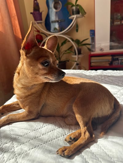 A small, short-haired, brown dog is lying on a white quilted surface, possibly a bed. The dog is curled up, with its head raised and looking upwards towards the left. The dog's front paws are outstretched on the white surface. The background is blurred but shows what appears to be a room interior with furniture, including a shelf with books and decorative items. A round item that is decorated with art is present to the left of the dog's head. The location in the city of Kalipetrovo, Bulgaria cannot be ascertained.